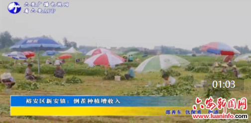 裕安区新安镇：倒茬种植增收入
