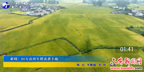 霍邱80万亩再生稻喜获丰收