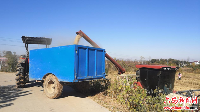 叶集区洪集镇：抓实秋收秋种，把住粮食安全主动权