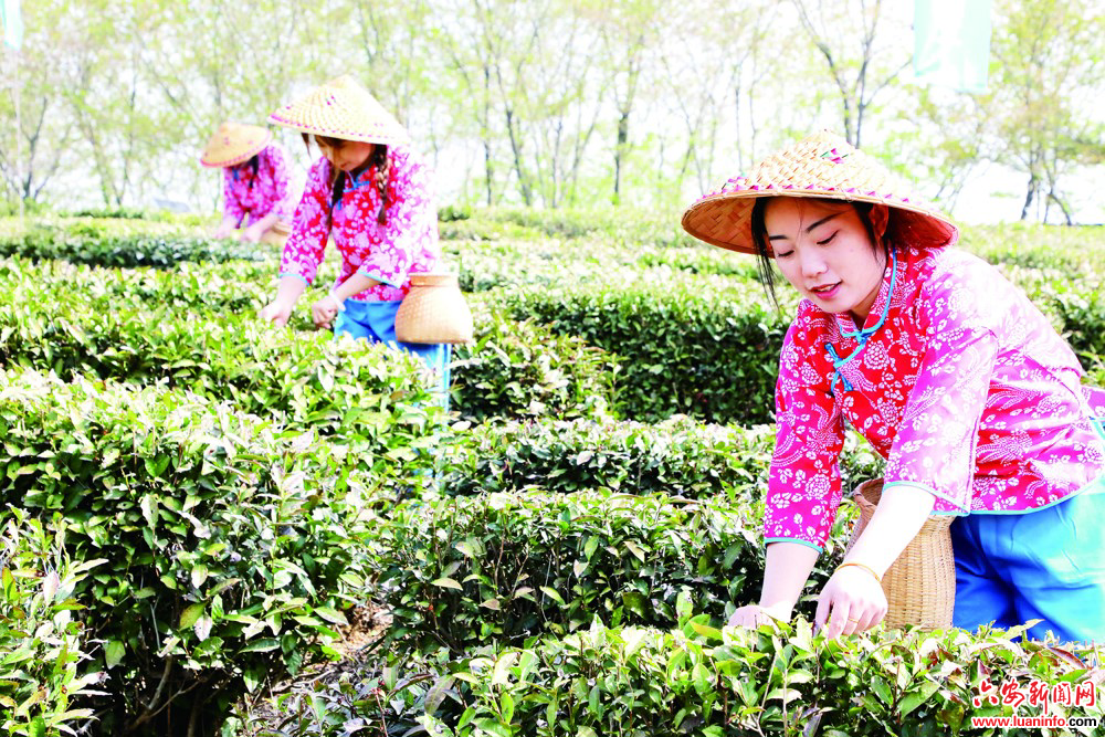 【六安茶产业高质量发展系列报道】万亩茶园里品春味——裕安区六安瓜片茶主题公园新茶开园仪式侧记