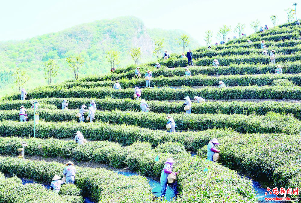 高山茶正飘香