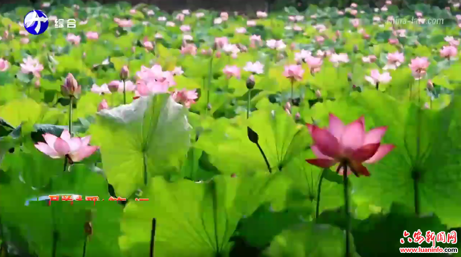 金寨：荷花竞相绽放 绘出恬静诗意画卷