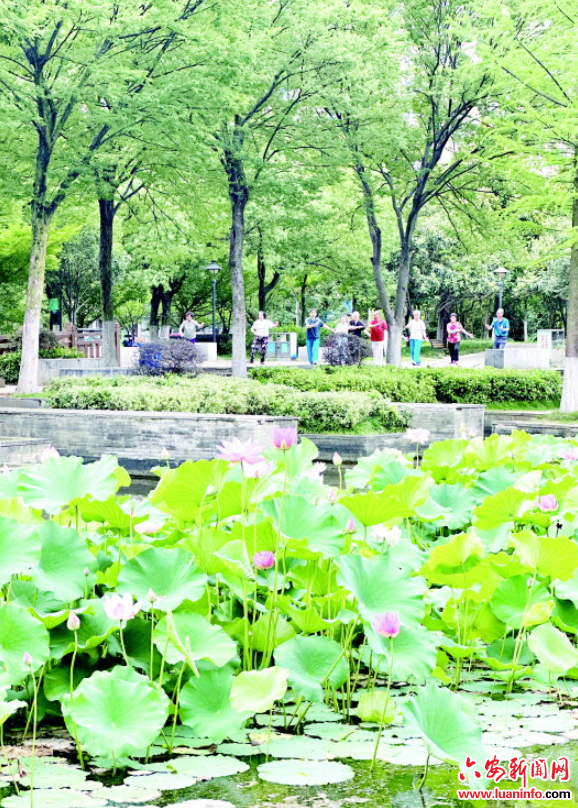 皋城夏日“荷”你有约