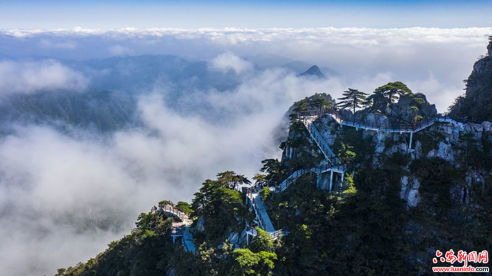 皖美徽茶县长说 | 舒城县副县长张栋梁：一叶兰花的价值担当