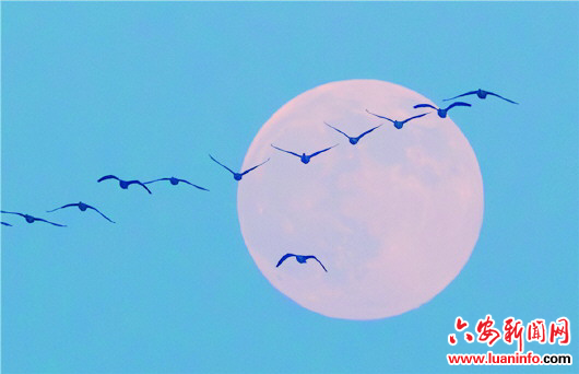 候鸟邂逅“超级月亮”