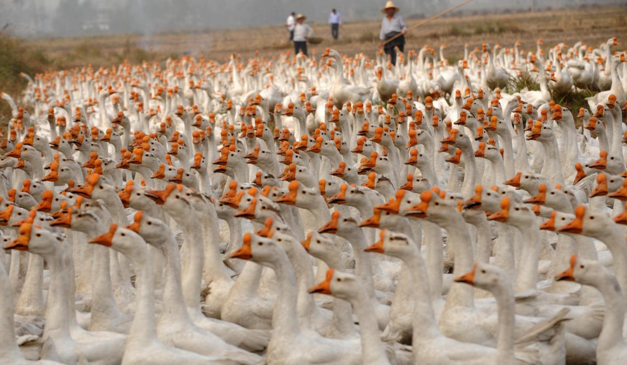 国家级优良禽种——皖西大白鹅。岳阳摄