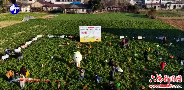  裕安区新安镇举办第四届萝卜王大赛