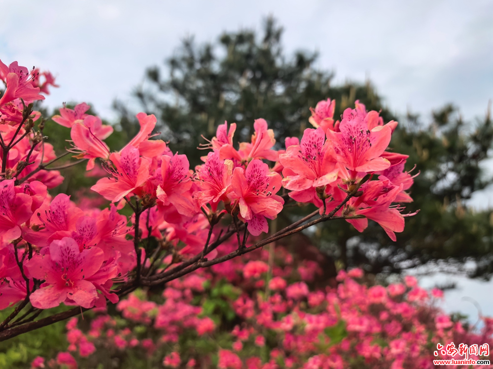 安徽六安：摸云山上杜鹃红