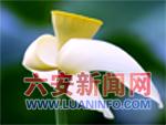 小荷已露尖尖角
